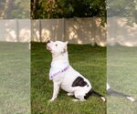 Small #5 American Pit Bull Terrier Mix