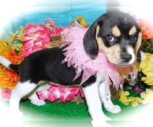 Beagle Puppy for sale in HAMMOND, IN, USA