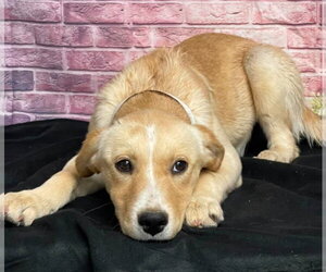Labrador Retriever-Unknown Mix Dogs for adoption in Lakewood, CO, USA