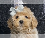 Small #2 Goldendoodle (Miniature)