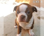 Small Photo #14 Boston Terrier Puppy For Sale in PICO RIVERA, CA, USA
