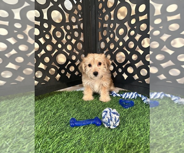 Medium Photo #5 Yo-Chon Puppy For Sale in MOUNT VERNON, OH, USA