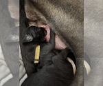 Small Photo #20 Great Dane Puppy For Sale in TEMECULA, CA, USA