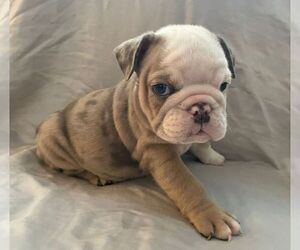 English Bulldog Puppy for sale in JOHNS ISLAND, SC, USA