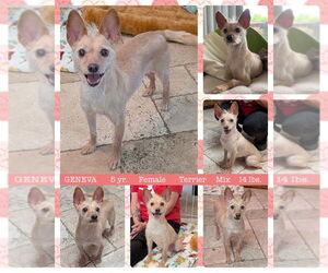 Mutt Dogs for adoption in Mesa, AZ, USA