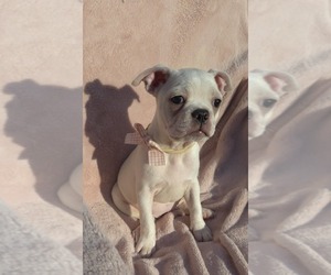 Boston Terrier Puppy for sale in MINERAL WELLS, WV, USA