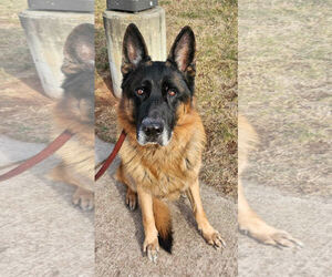German Shepherd Dog Dogs for adoption in Bridgewater, NJ, USA