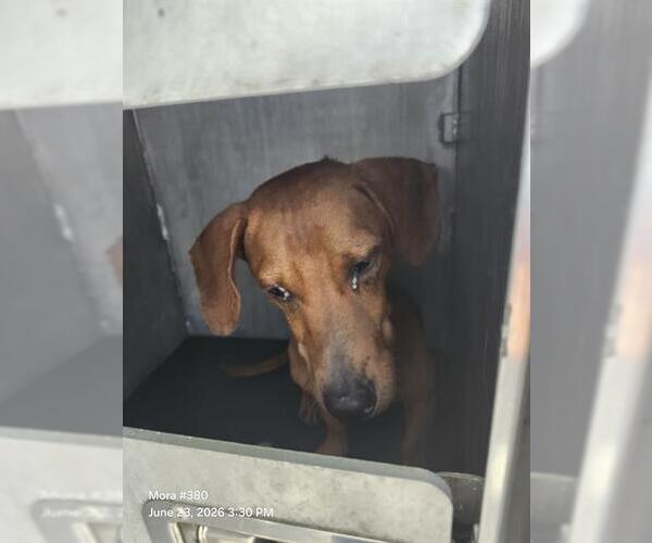 Medium Photo #1 Dachshund-Unknown Mix Puppy For Sale in San Antonio, TX, USA