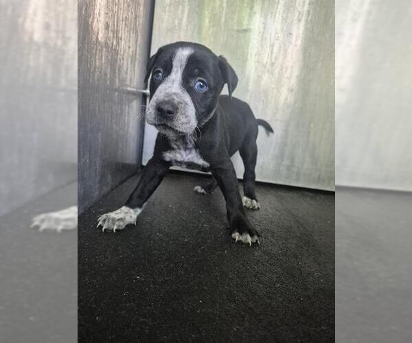 Medium Photo #1 American Staffordshire Terrier-Unknown Mix Puppy For Sale in San Antonio, TX, USA