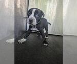 Small American Staffordshire Terrier Mix