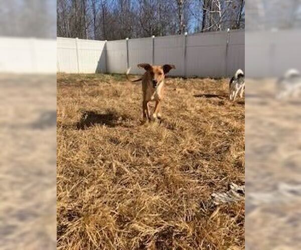 Medium Photo #2 Mutt Puppy For Sale in Silver Spring, MD, USA