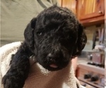 Small Photo #6 Labradoodle Puppy For Sale in VIENNA, IL, USA