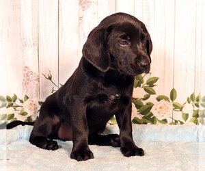 Labbe Puppy for sale in PENNS CREEK, PA, USA