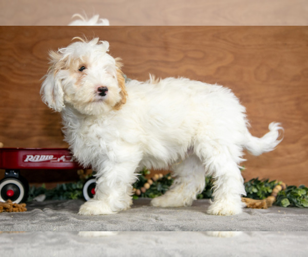 Medium Photo #15 Goldendoodle (Miniature) Puppy For Sale in WOLCOTTVILLE, IN, USA