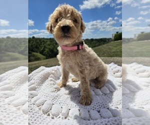 Poodle (Standard) Puppy for sale in WILLIAMSTOWN, KY, USA