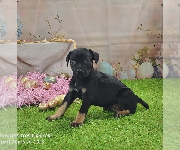 Medium Photo #6 Catahoula Leopard Dog Puppy For Sale in CUMBY, TX, USA