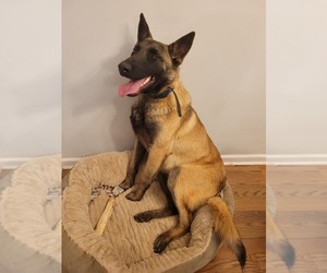 Belgian Malinois Puppy for sale in UNIONVILLE, TN, USA