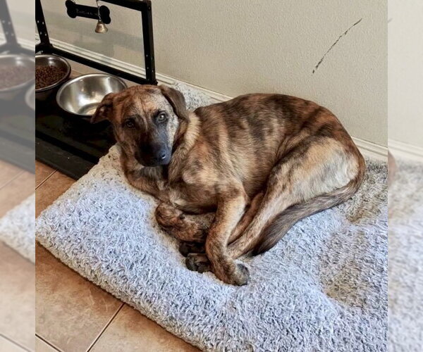 Medium Photo #7 Plott Hound-Unknown Mix Puppy For Sale in San Juan Capistrano, CA, USA