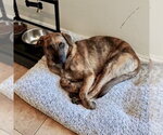 Small Photo #7 Plott Hound-Unknown Mix Puppy For Sale in San Juan Capistrano, CA, USA