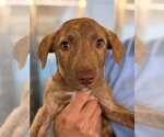 Small Photo #2 American Staffordshire Terrier-Labrador Retriever Mix Puppy For Sale in Lakewood, CO, USA