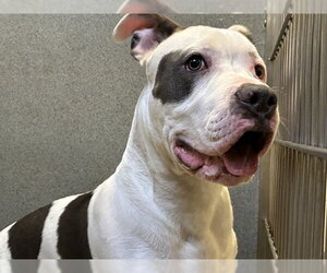 Mutt Dogs for adoption in Rancho Cucamonga, CA, USA