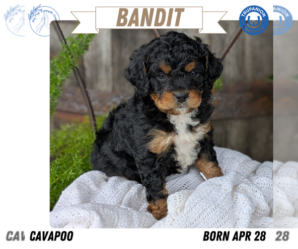 Medium Photo #12 Cavapoo Puppy For Sale in GOSHEN, IN, USA