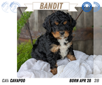 Small Photo #12 Cavapoo Puppy For Sale in GOSHEN, IN, USA