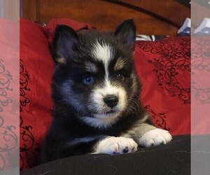 Pomsky Puppy for sale in DELAWARE, OH, USA