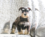 Small Photo #15 Schnauzer (Miniature) Puppy For Sale in SYRACUSE, IN, USA