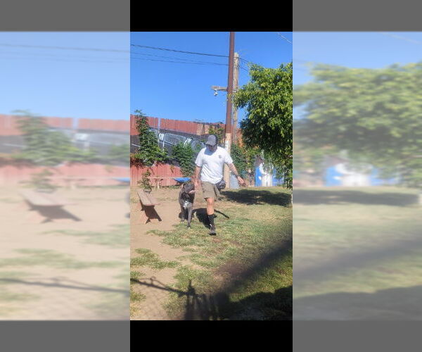 Medium Photo #6 Neapolitan Mastiff Puppy For Sale in San Diego, CA, USA