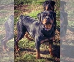 Small #13 Rottweiler