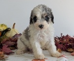 Small Photo #40 Schnoodle (Miniature) Puppy For Sale in GOSHEN, IN, USA