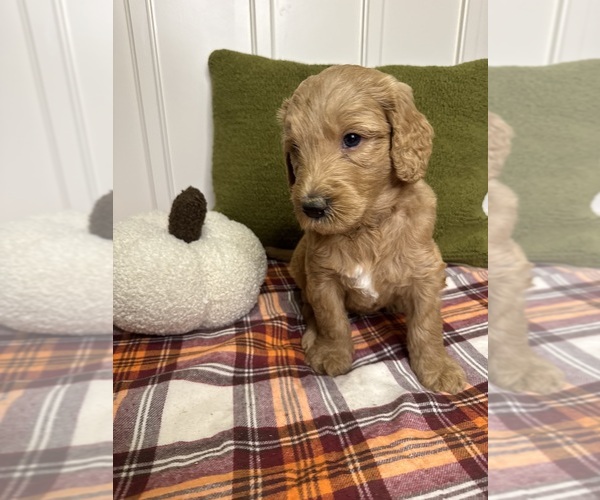 Medium Photo #5 Goldendoodle Puppy For Sale in DELAND, FL, USA
