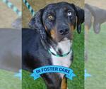 Small #1 Treeing Walker Coonhound Mix