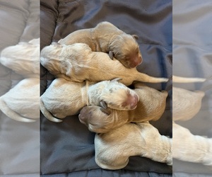 Golden Retriever Puppy for sale in NEOLA, WV, USA