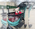 Small #6 Bulldog Mix