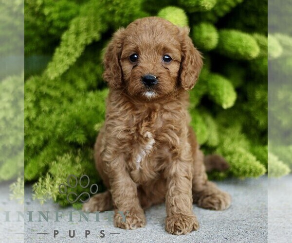 Medium Photo #1 Cavapoo Puppy For Sale in PARADISE, PA, USA