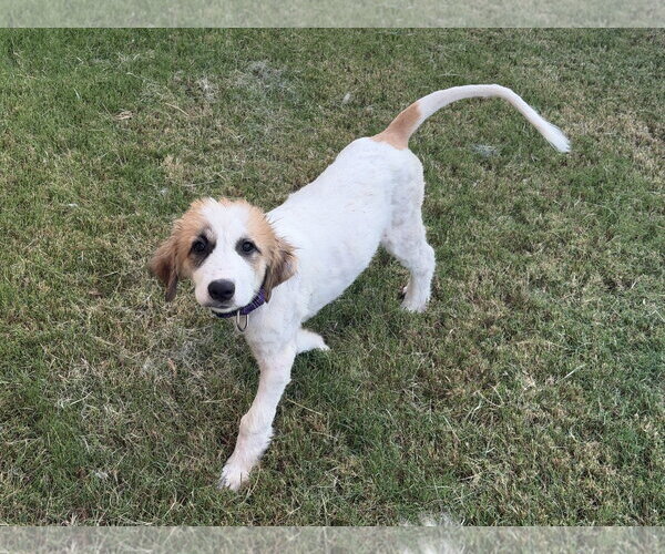 Medium Photo #5 Great Pyrenees-Unknown Mix Puppy For Sale in Dallas, TX, USA
