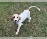 Small #4 Great Pyrenees Mix