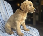Small Photo #11 Goldendoodle Puppy For Sale in SAN FERNANDO, CA, USA