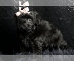 Small Photo #28 Morkie Puppy For Sale in WARSAW, IN, USA