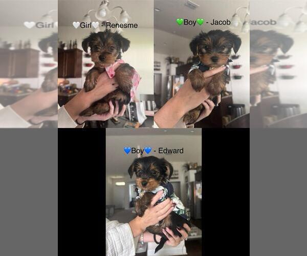 Medium Photo #1 Yorkshire Terrier Puppy For Sale in PALM COAST, FL, USA