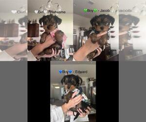 Yorkshire Terrier Puppy for sale in PALM COAST, FL, USA