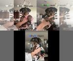 Small Yorkshire Terrier