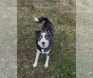 Skylar - Female Australian Shepherd Dog for Adoption - Photo #4