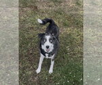 Small Photo #4 Australian Shepherd Puppy For Sale in Dallas, TX, USA