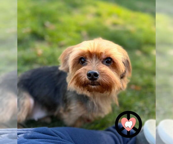 Medium Photo #7 Mutt Puppy For Sale in Lebanon, PA, USA