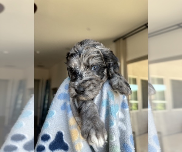 Medium Photo #3 Goldendoodle Puppy For Sale in TUCSON, AZ, USA