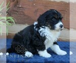 Small #2 Bernedoodle (Miniature) (+ Poodle Miniature)