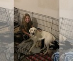 Small Photo #2 Labrador Retriever Puppy For Sale in FORT WORTH, TX, USA